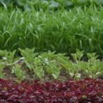 Vibrant GROWING VEGETABLE GARDENS showcasing diverse, healthy produce and flourishing plants