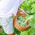 North Dakota Fall Vegetable Gardening: Low Hoop Tunnel for Extended Growing Season
