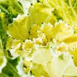 Easy Vegetables for Beginner Gardeners Easy Vegetables for Beginner Gardeners: Growing tips for first-time growers to create a bountiful harvest