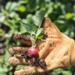 How Often To Water Vegetable Gardens in Heat: Monitor soil moisture, water deeply, and provide shade if necessary