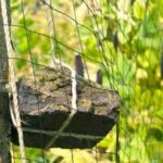 Fall Vegetable Gardening Chart Fall Vegetable Gardening Chart: Essential guide for successful autumn harvests