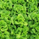 Companion plants for vegetable container gardening: Marigolds, Basil, Chives