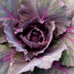 Image of common bugs in vegetable gardens: Identifying and managing pests for healthy crops