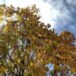 Small space gardening: balcony vegetable garden with tips for successful gardening on balcony