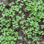 Vibrant selection of vegetables for indoor gardening: tomatoes, lettuce, carrots, and herbs for your home