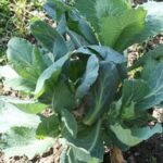 Start growing your own veggies with our VEGETABLE GARDENING KITS - everything you need in one package