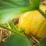 Can You Use Treated Pine for Vegetable Gardens Using Treated Pine for Vegetable Gardens: Considerations, Benefits, and Precautions