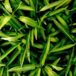 Organic insect control: keeping vegetables safe from pests with natural methods