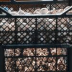 What Kind of Flying Insect Attacks Vegetable Gardens An image of a green aphid attacking a tomato plant in a vegetable garden