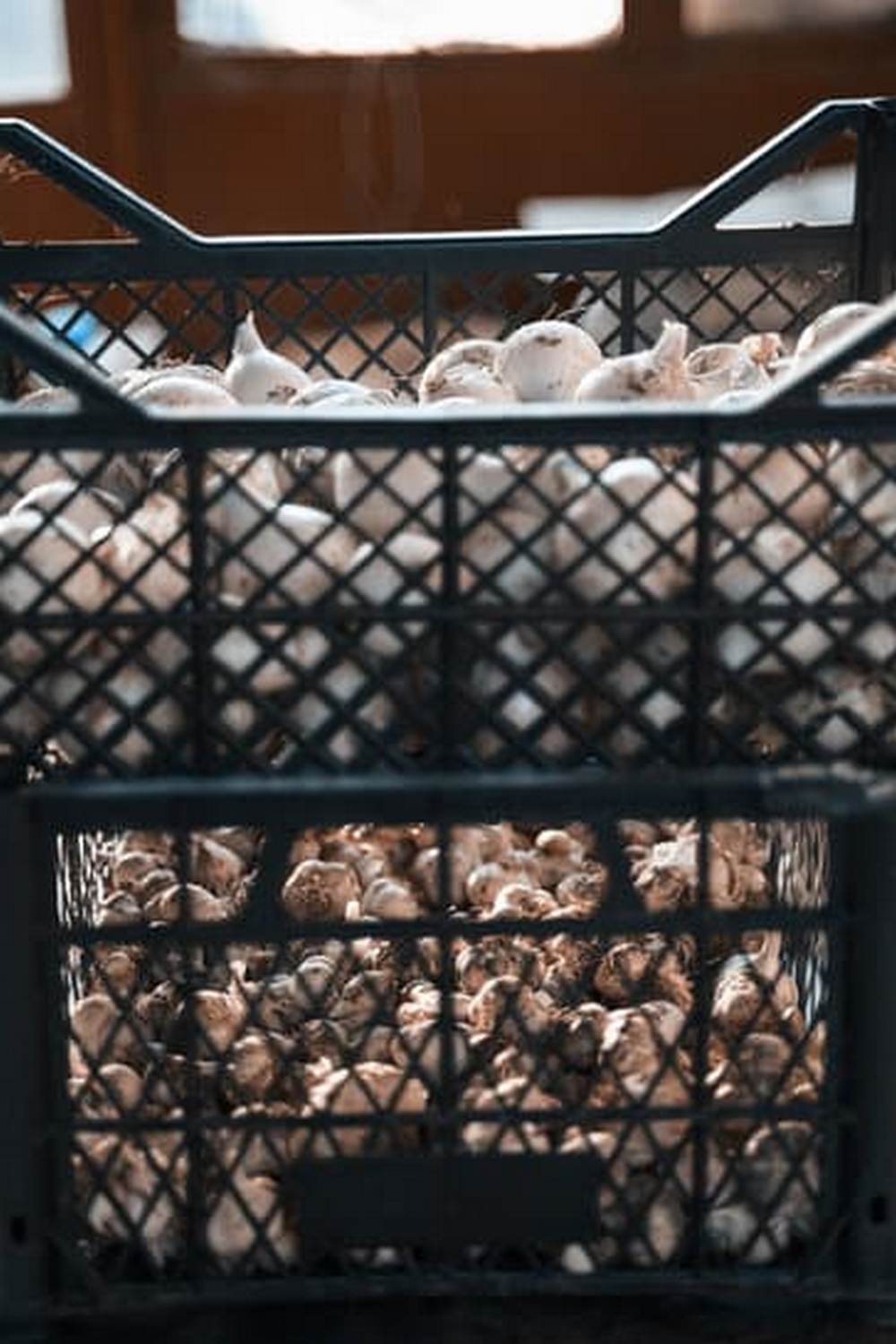What Kind of Flying Insect Attacks Vegetable Gardens 1 An image of a green aphid attacking a tomato plant in a vegetable garden