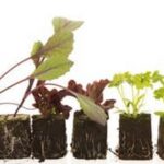 Safe for Vegetable Gardens: Treated Landscape Timbers Recommended for Non-Toxic, Eco-Friendly Bed Borders