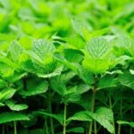 Efficient Vegetable Garden Watering Systems: A Guide to Sustainable Watering Practices