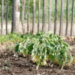 Gardening with Landscape Fabrics Vegetables: Sustainable Growing Method for Lush, Weed-Free Vegetable Patches