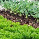 Pacific Northwest Vegetable Gardening Blogs: Tips, Inspiration, and Advice for Growing in Our Region