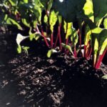 Optimal watering schedule for vegetable gardens: The best time to water for healthy crops