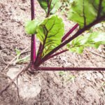 Organic fertilizer for gardens vegetables: promoting healthy growth and abundant harvests