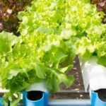 Comprehensive North Florida Vegetable Gardening Guide: Tips for Success in Your Garden