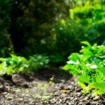 Unsuccessful Vegetable Garden: wilted, moldy, and unproductive. PICS OF BAD VEGETABLE GARDEN GARDENS