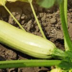 Adding eggshells to vegetable gardens can improve soil quality and deter pests