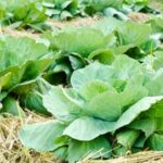 Charming and productive raised bed vegetable gardens perfect for front yards