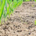 Benefits of using colored mulch in vegetable gardens: enhancing soil moisture, reducing weed growth, & improving aesthetics