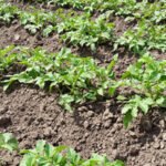 Adorable chipmunks foraging in vegetable gardens