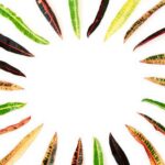 Using Mosquito Bits for Vegetable Gardens: Safe and Effective Pest Control