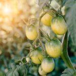 The Year Round Vegetable Gardener by Niki Jabbour Year-round vegetable garden tips by Niki Jabbour