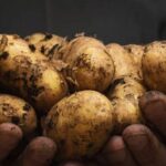 Benefits of Pine Chips in Vegetable Gardens: A Natural and Nutrient-Rich Choice