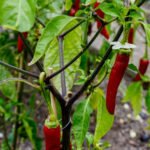 Vegetable Gardening Guide Uf Vegetable Gardening Guide UF: Tips for a thriving and sustainable vegetable garden for beginners