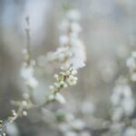 Enhance growth with Expert Gardener Tomato & Vegetable Garden Plant Food 12-10-5