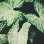 Use galvanized hardware cloth to prevent soil contamination in vegetable gardens