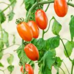 Vegetable variety suitable for Oklahoma gardens: a comprehensive list