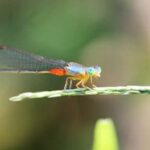 DIY unique raised vegetable gardens on slope: A creative solution for maximizing space and improving drainage