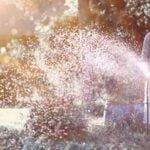 High-quality vegetable gardening seeds for sale - perfect for starting your own garden at home