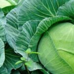 Step-by-Step Guide on How to Garden Vegetables