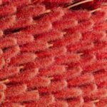 Top Vegetables for Northern Colorado Gardens: Durable and Nutrient-rich Options for Successful Harvests