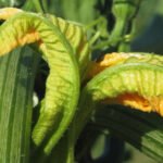 Best Vegetable Gardening Apps 2016 Best Vegetable Gardening Apps 2016: Top-rated resources for planting, growing, and harvesting your favorite veggies