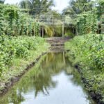 Raised Bed Vegetable Gardening Help: Tips for Successful, Organic Harvests