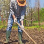 Thriving vegetable garden in southern Alberta's unique climate and soil conditions