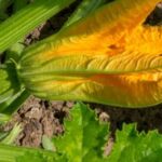 Download our free eBook on container vegetable gardening for expert tips and techniques