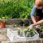 Using natural rodent deterrents like mint or lavender in vegetable gardens can prevent rodent attraction