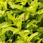 Thriving vegetable garden in cold climate for the keyword VEGETABLE GARDENING IN FAIRBANKS ALASKA