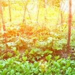 P. Allen Smith Vegetable Gardening: A sustainable, bountiful oasis of homegrown produce and vibrant blooms