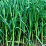 North Carolina fall vegetable gardening: Tips for growing a successful autumn garden in the Tar Heel State