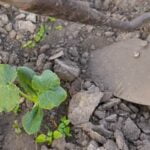 Organic plant-based spray to keep deer away from vegetable gardens - Natural Deer Repellent