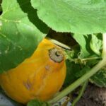 Thriving vegetable garden in Houston, TX