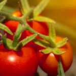 Maximize small space with raised beds: Small Space Vegetable Gardening for Urban Dwellers