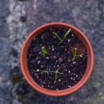 Better Homes and Gardens Green Vegetable Bake Delicious Better Homes and Gardens Green Vegetable Bake, perfect for a healthy family dinner