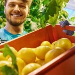 Is Treated Pine Bad for Vegetable Gardens 'Is Treated Pine Bad for Vegetable Gardens: Consider Natural Cedar or Redwood for Healthier Soil'